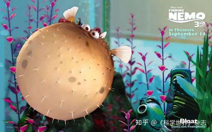 河鲀(河豚)是怎么充气膨胀的,哪里来的气?