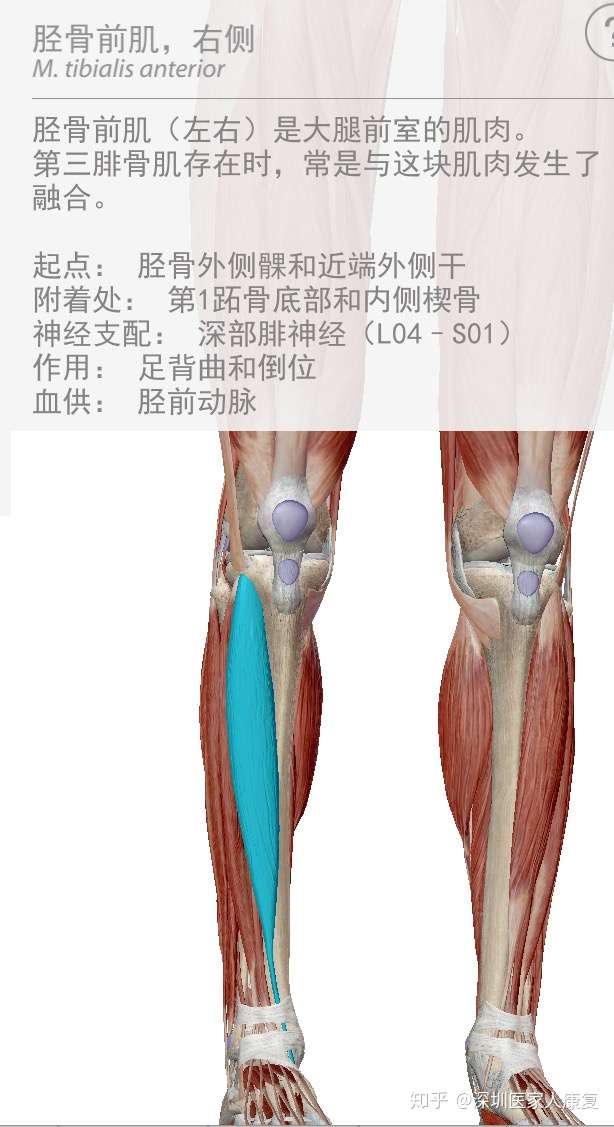 小腿前方外侧的肌肉叫胫骨前肌,可以看下方的图