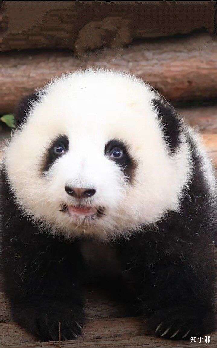 有没有喜欢熊猫的朋友,为我介绍一下可爱的熊猫?