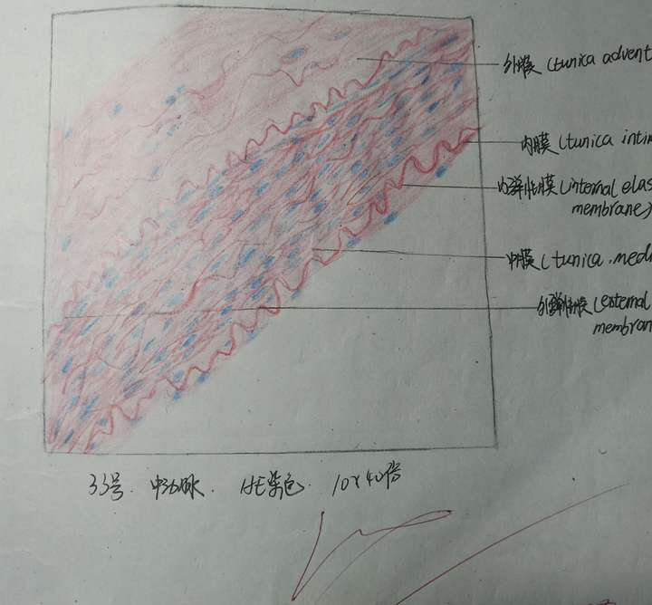 组胚病理红蓝铅笔绘图