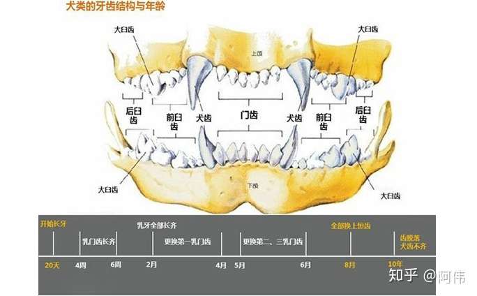 狗子年龄看牙齿,乳牙全了有两月