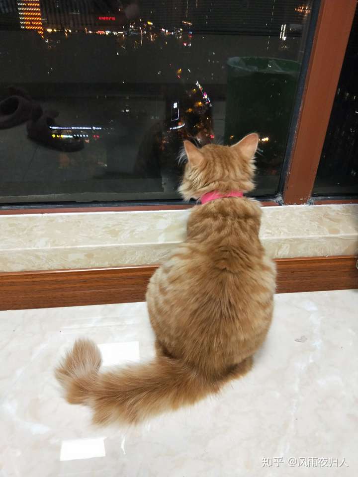 怎样才可以有一只橘猫?