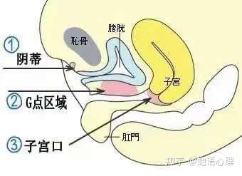 (g点位置图)g点的存在是因为阴di复合体充血,挤压到阴道前壁组织,而