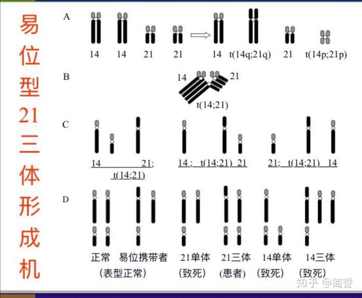 罗伯逊易位如何产生配子?