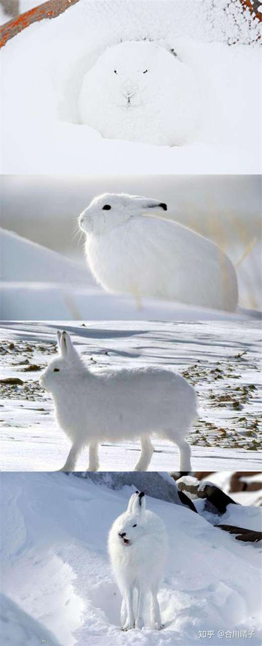 新垣结衣很容易让我想到一种其他的生物,北极兔.