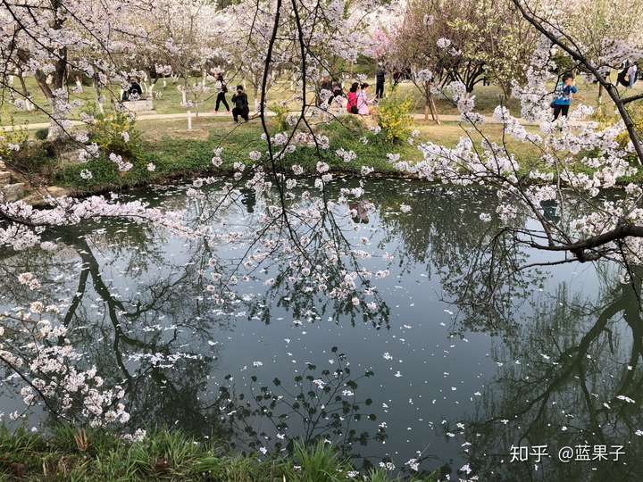 友好樱园里,答主最爱的是这一处场景,樱与水的交映,水上飘着无数的