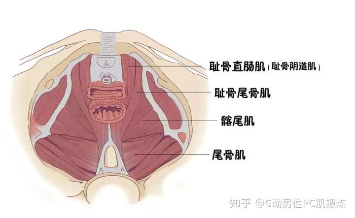 什么是pc肌?