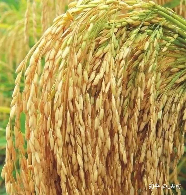 松粳香"味"在心里