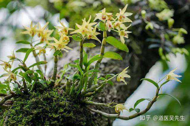 神农本草经之石斛