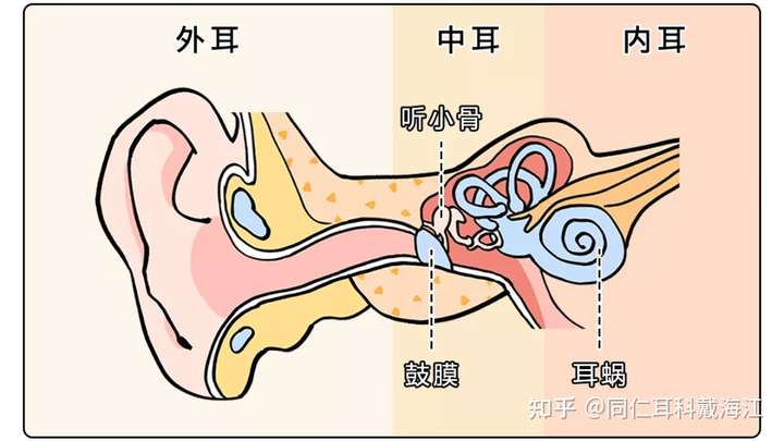 人耳可以敏感到什么地步? 这样说吧,耳朵作为听觉系统的一方霸主.