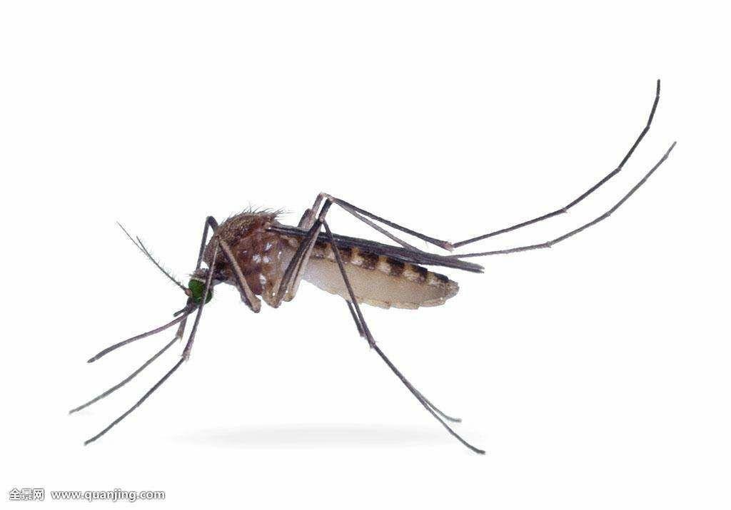 如果蚊子的体积放大十万倍世界会怎么样?
