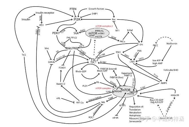 mtor信号通路 图源   wiki