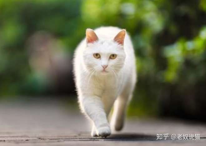 猫走路时后脚一定会踩在前脚踩过的位置吗