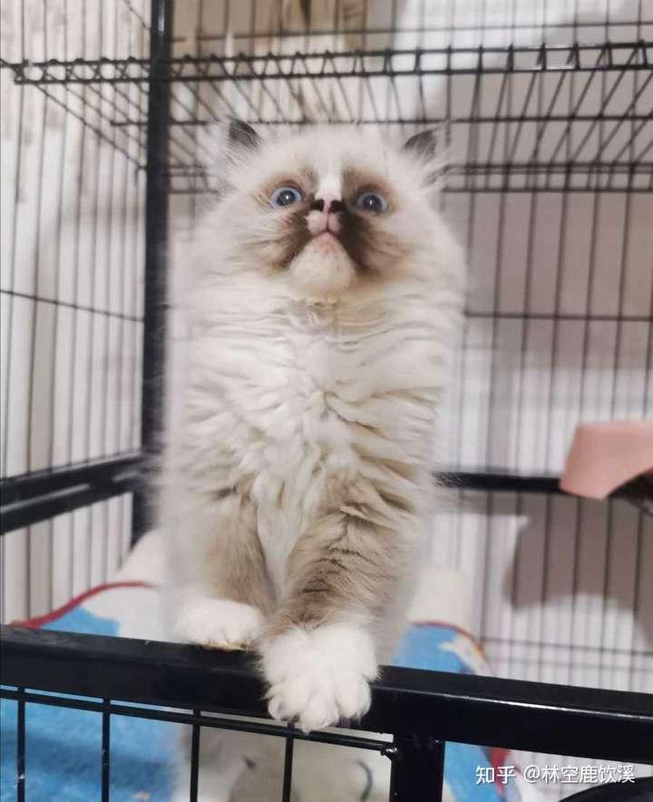 有没有品相不怎么好但很可爱的布偶猫?