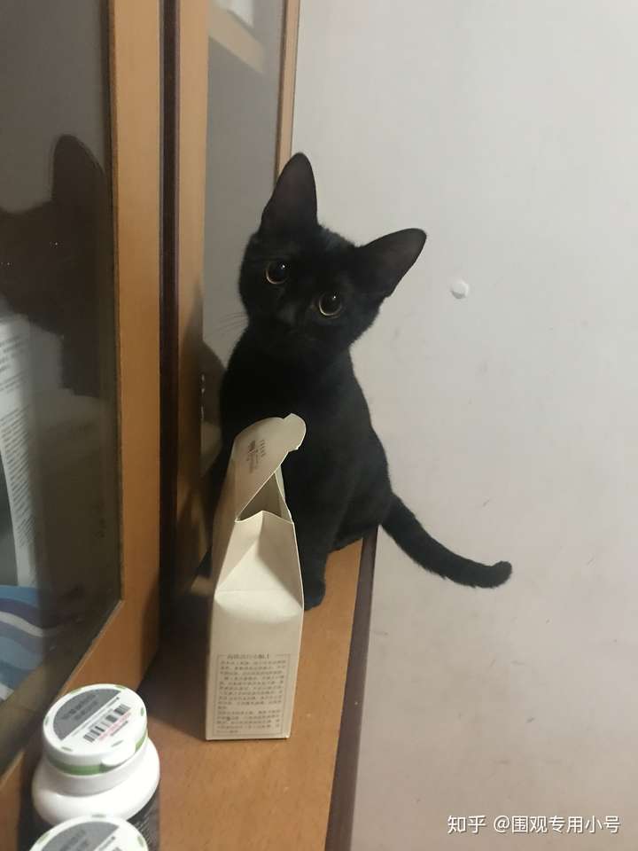 黑猫都是什么品种的?怎么才能得到一只纯黑色的猫?