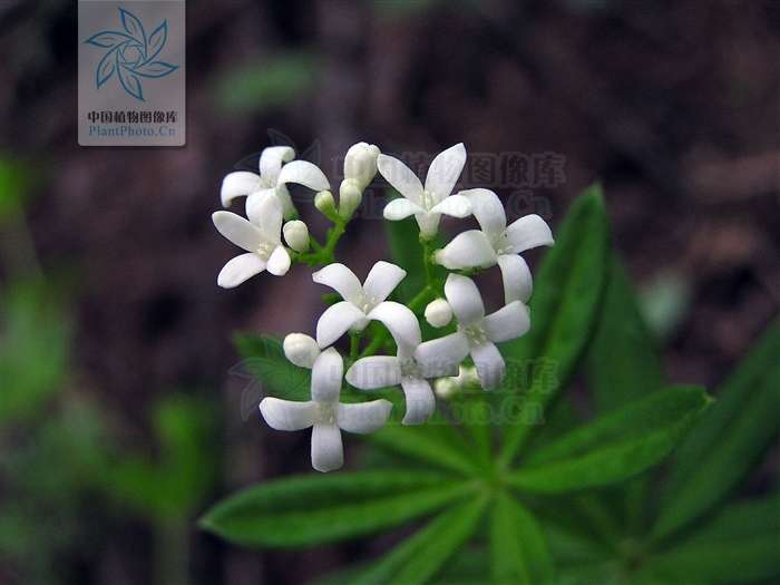 车轴草 galium odoratum ;图源:中国植物图像库;拍摄者:刘冰