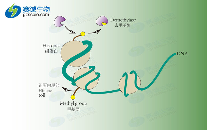 (3)组蛋白乙酰化或去乙酰化