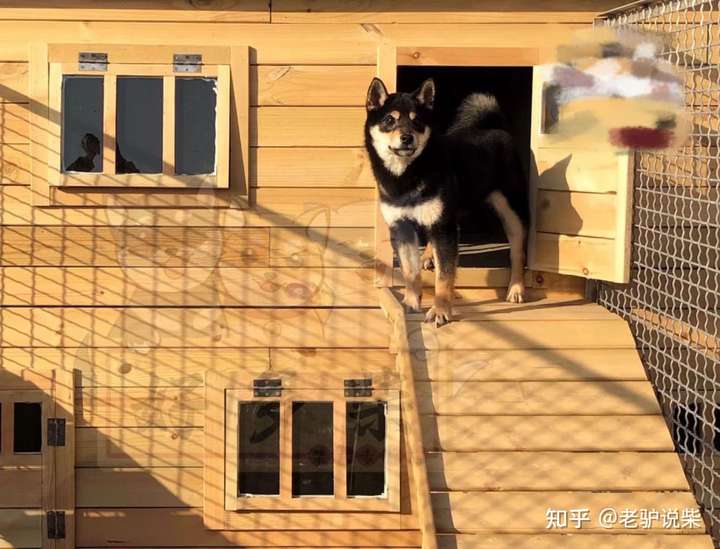 有没有靠谱柴犬犬舍推荐,西安本地的最好?