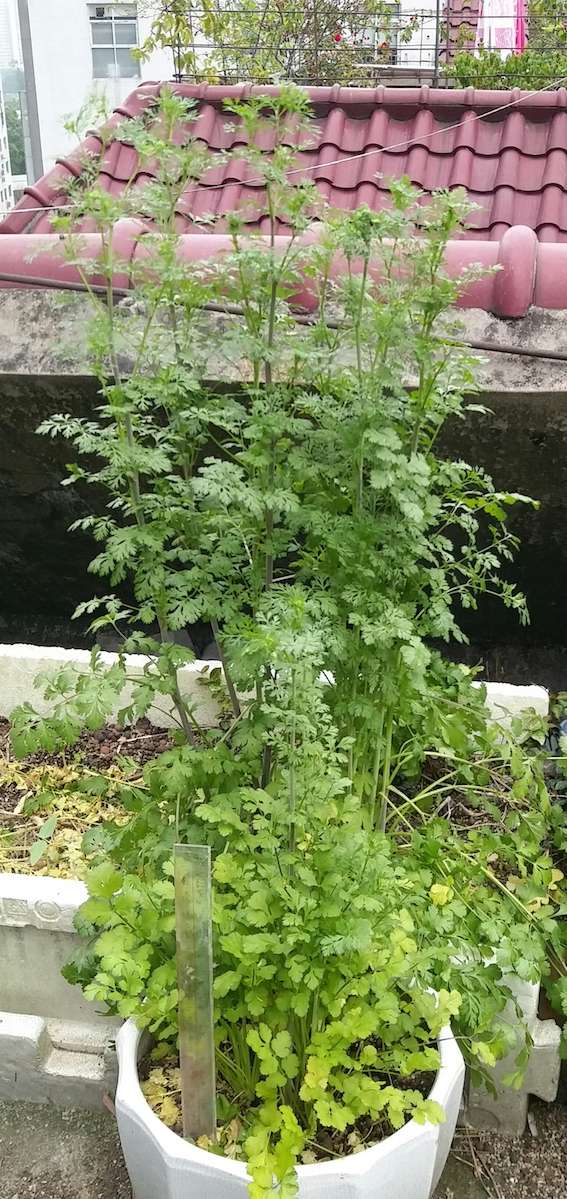 盆栽里的土长期不更换对植物生长有影响吗花盆比较小土很少