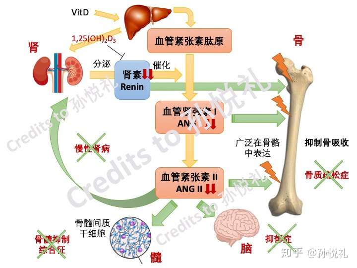 单就晒太阳而言皮肤科骨科内分泌科骨代谢学者会给出矛盾建议吗如果是