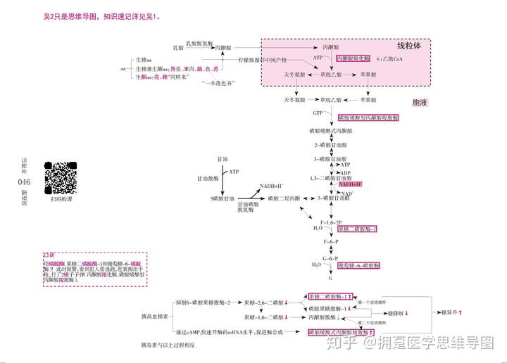 生化思维导图生物化学思维导图糖异生代谢过程思维导图