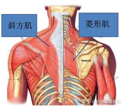 在手臂后伸向后拉动的过程中,菱形肌结合背阔肌,大圆肌,肩袖肌群,将