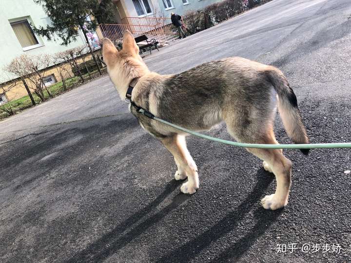 怎么训练狗看懂我的手势动作?