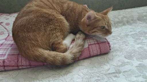 [视频 我们家的猫这是怎么回事 是吐毛球还是 显示全部