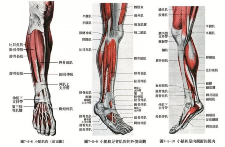 小腿外侧肌肉:腓骨长肌,腓骨短肌 小腿后侧肌肉:腓肠肌,比目鱼肌 小腿