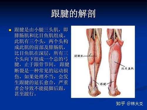我们平时在各种论坛上所见的,测量跟腱长度的方法"从足跟到小腿腓肠肌