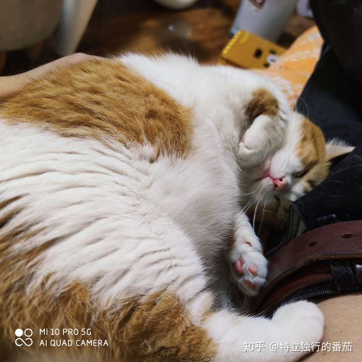 没养猫之前我也以为动物都是趴着睡得