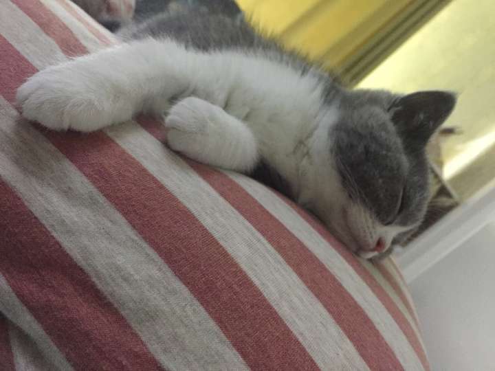 猫知道人在睡觉吗?