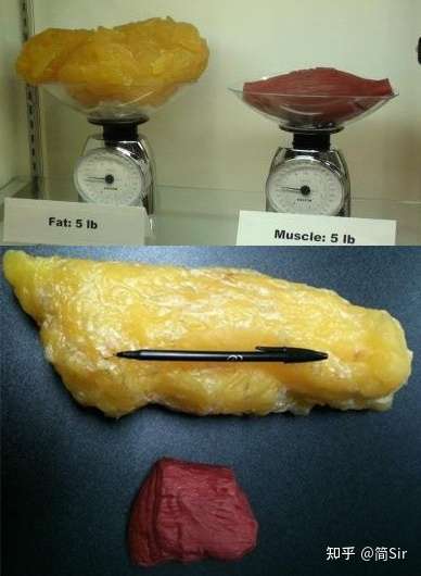 同等重量脂肪肌肉对比