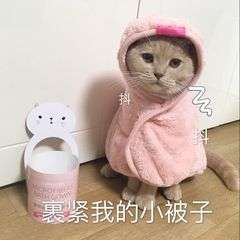 猫不盖被子不会冷吗