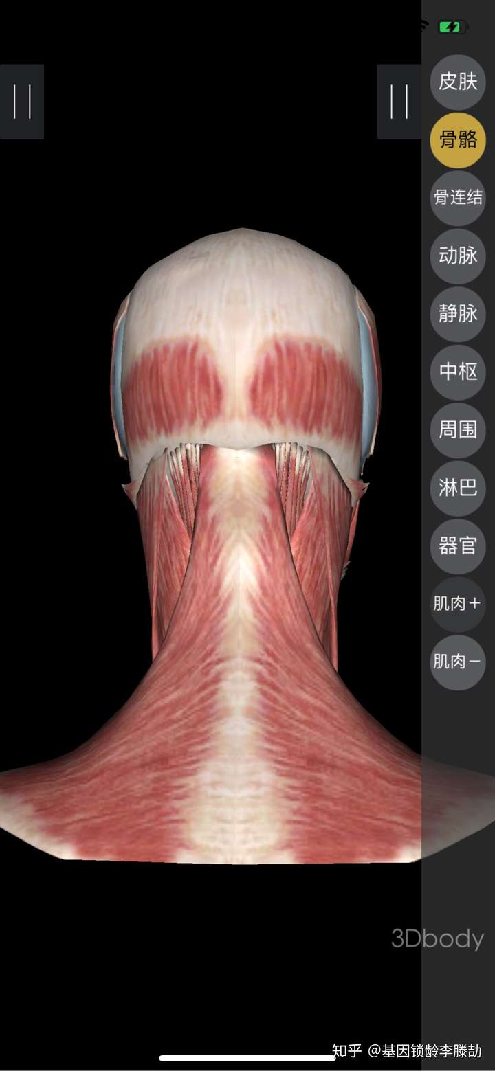 其实脖子上也是有很多肌肉的,肌肉流失,整个头部的力就会压在颈椎上面