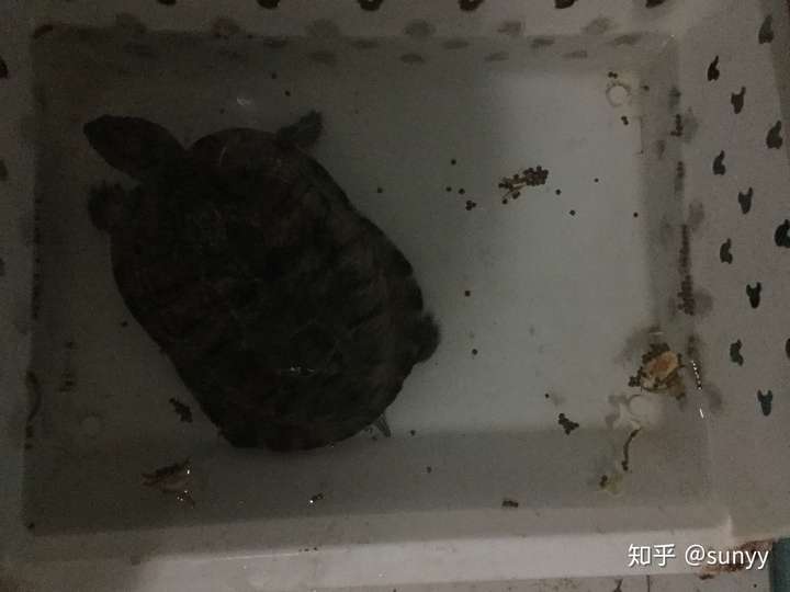 今天有人送了男友一只乌龟 想问一下是什么品种 买什么粮比较好?