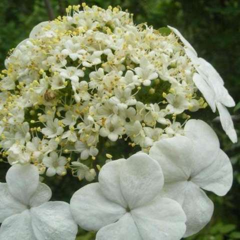 琼花