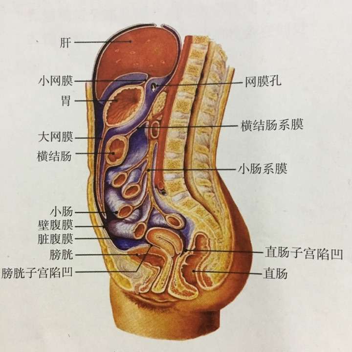 如果一个人胃穿孔,但是浆膜层没有破,然后口交了,会不会通过腹膜腔