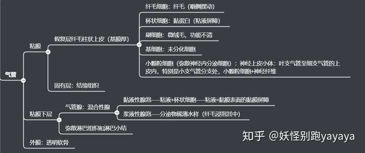 呼吸系统知识点思维导图