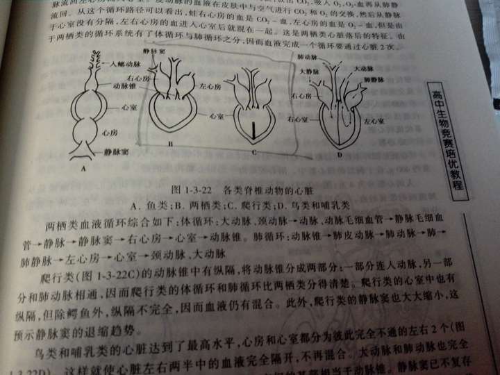 是否存在心脏有隔膜的两栖动物?