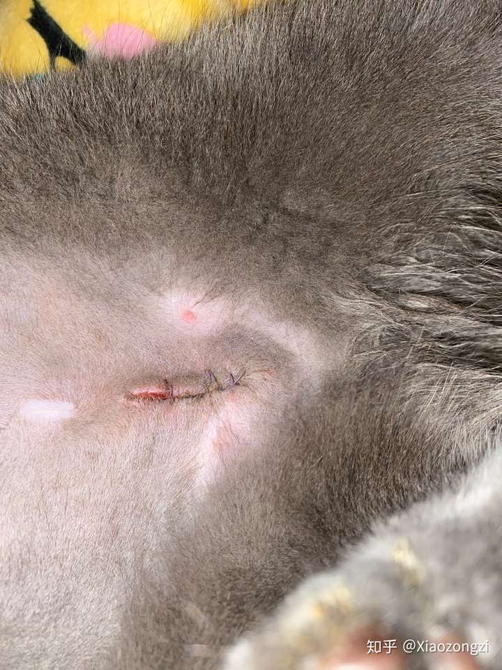 母猫绝育伤口应该多大?
