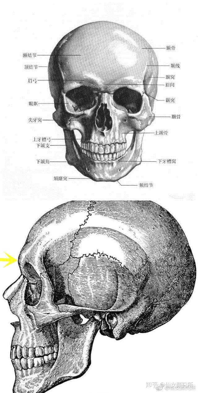 给大家简单说一说怎么判断眉弓的位置和高低关系: 眉骨又叫眉棱骨,就