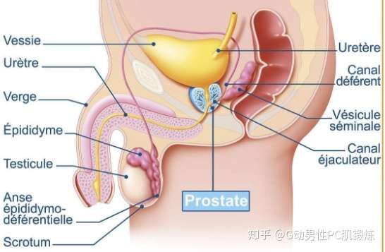 男生的敏感部位都有哪些?请男生们来说说?