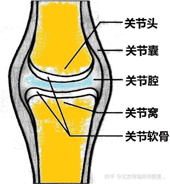 手臂转动时肩关节有响声是为什么?