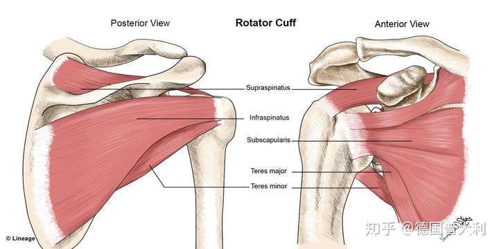 肩袖损伤能自愈吗?应该做些什么康复训练?