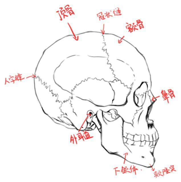 脑颅位于头方,有额骨,顶骨,蝶,枕骨等8块骨构成颅腔,容纳并保护着脑.