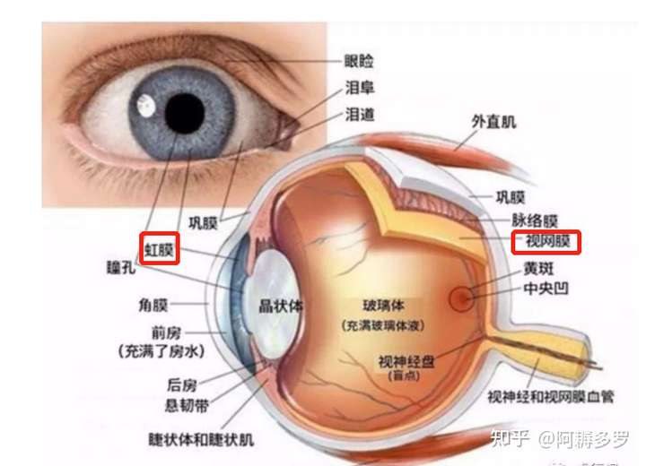 不同种族的人眼睛颜色之所以不同,是因为 虹膜的颜色不同.