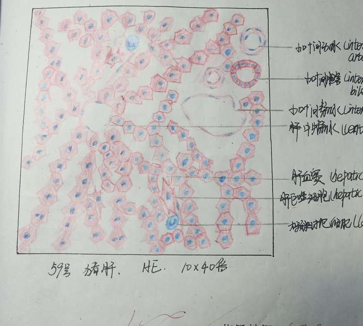 组胚病理红蓝铅笔绘图