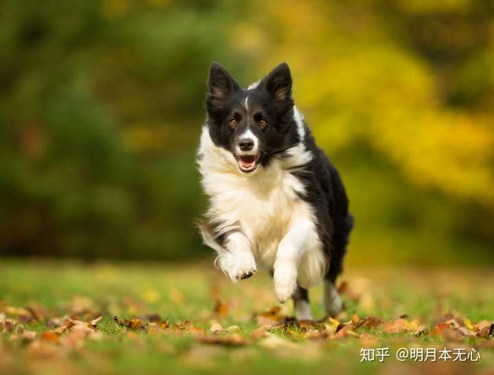 被他们溜瘸了,o(∩_∩)o哈哈~ 往上面一站,电门一开就走了,速度还可调