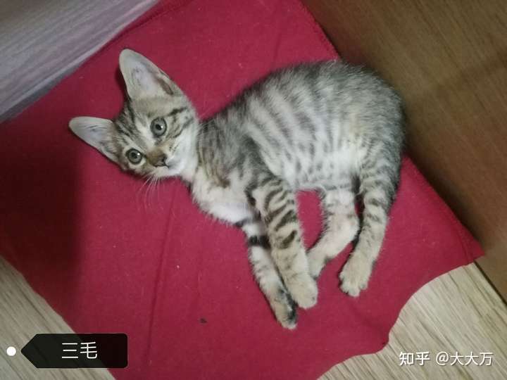 这只猫是纯种阿比西尼亚猫吗?